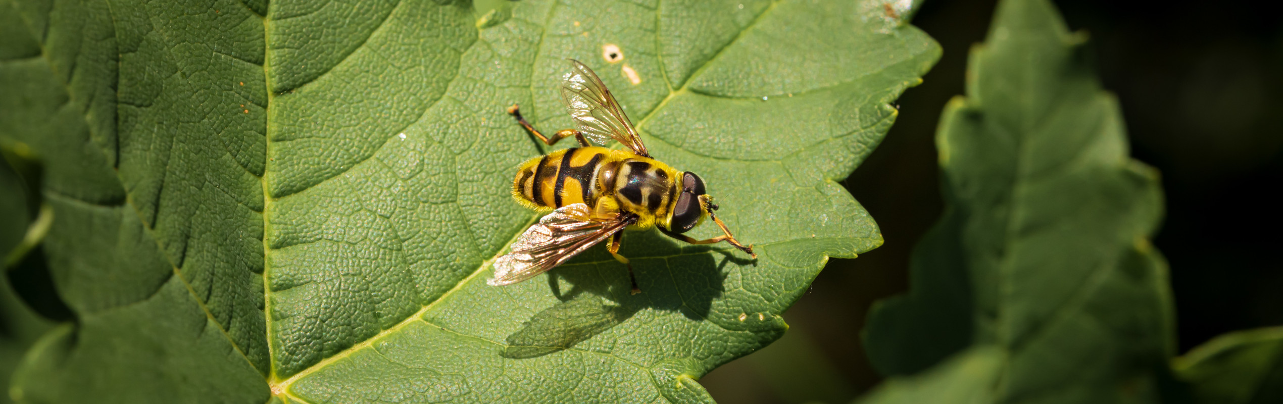 Totenkopfschwebfliege